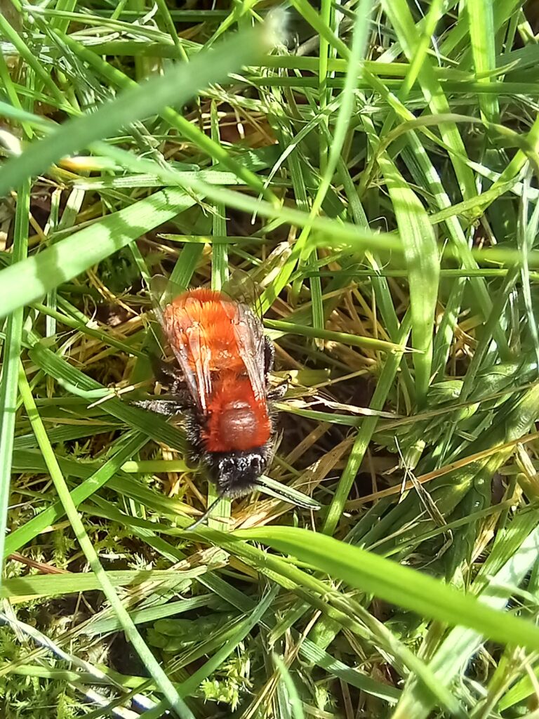 Tawny mining bee (Andrena fulva) orange