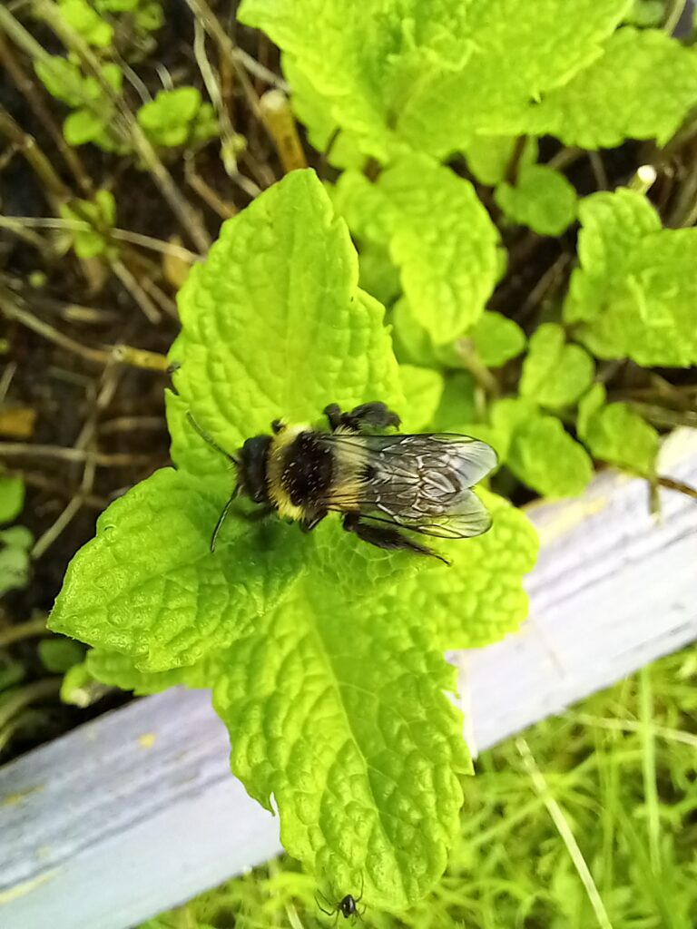 Ashy mining bee (Andrena cineraria) grey and black