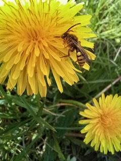 Nomad bee species which looks like a wasp