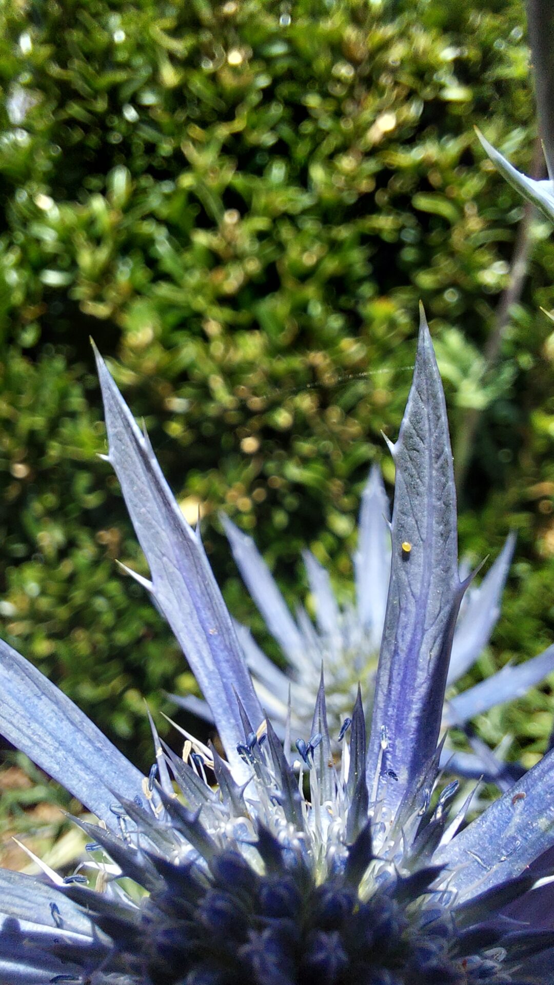 Discovering the Natural world Report 2nd July 2026 Flowers and Insects at Dunster Castle Garden and grounds